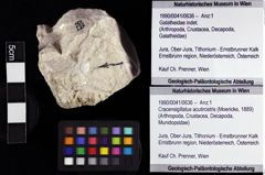 Foto (Objket + Etiketten) von Cracensigillatus acutirostris (Moericke, 1889) 